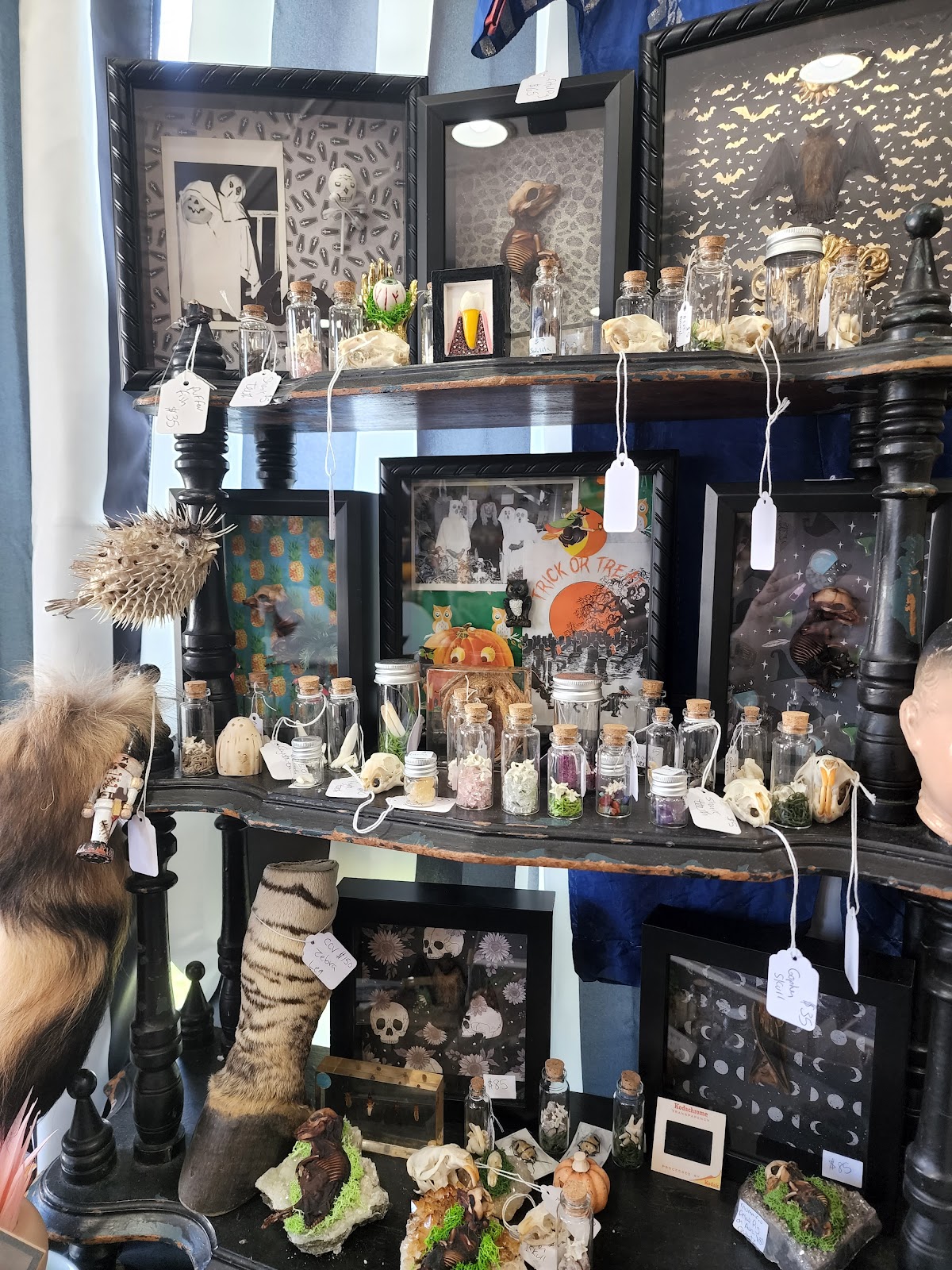 Candy's Curiosities & Vintage Oddities Shop photo from Google