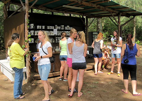 Hawaii's Local Buzz at Paradise Meadows photo from Google