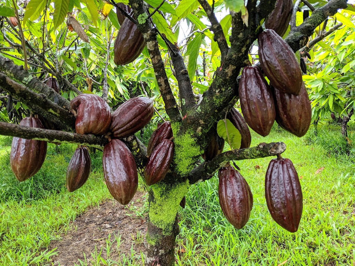 Lavaloha Chocolate - Farm Tours photo from Google