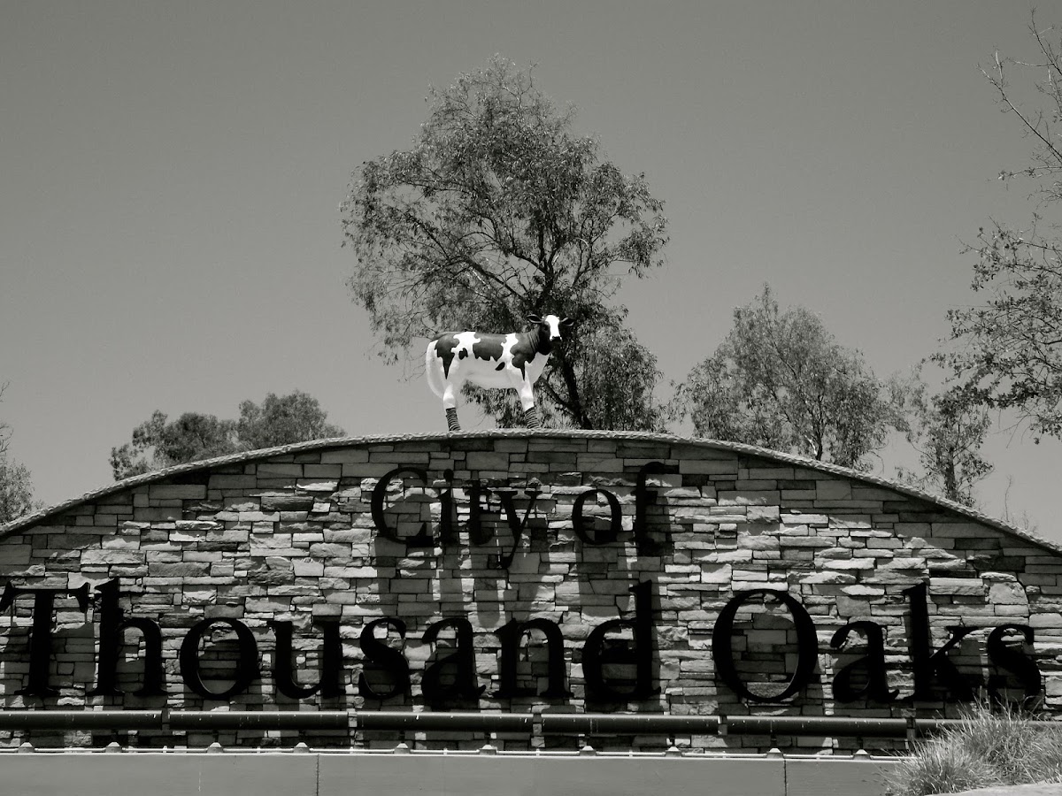 Little Calf Creamery and Cafe photo from Google