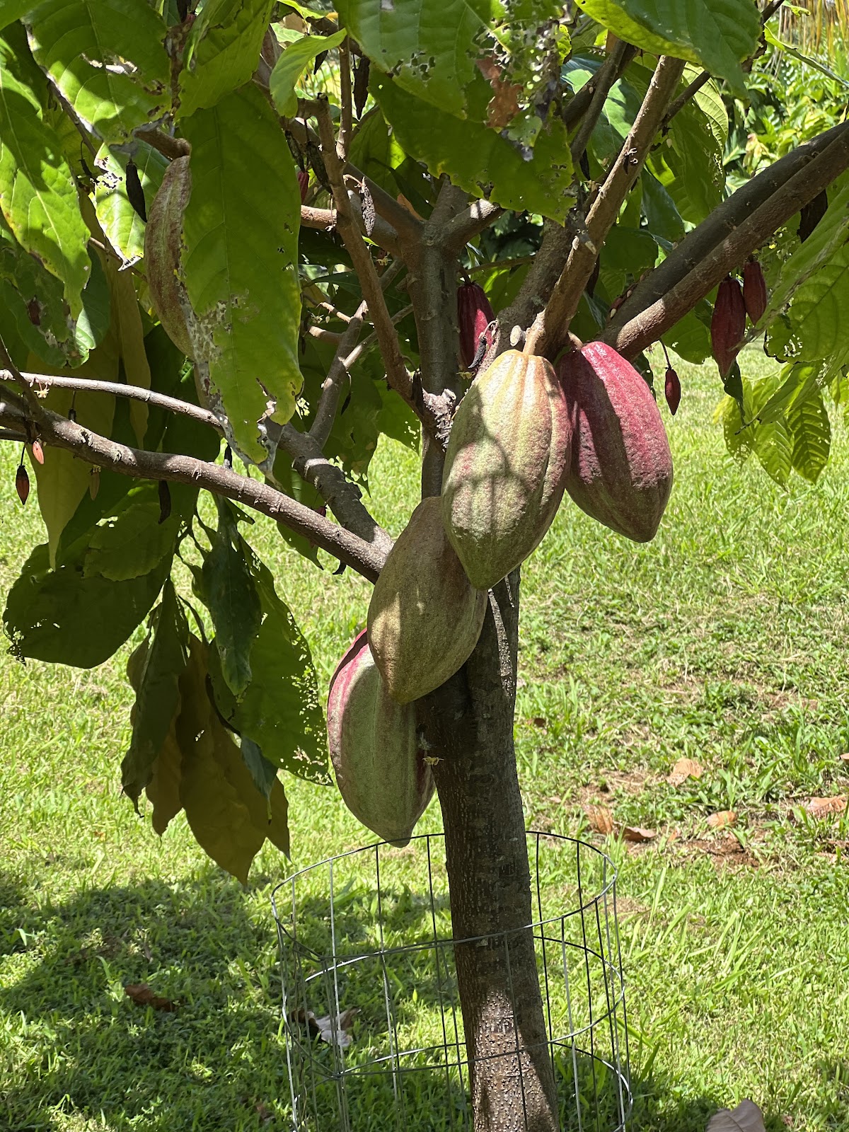 Mahiʻai Made in Hilo, HI