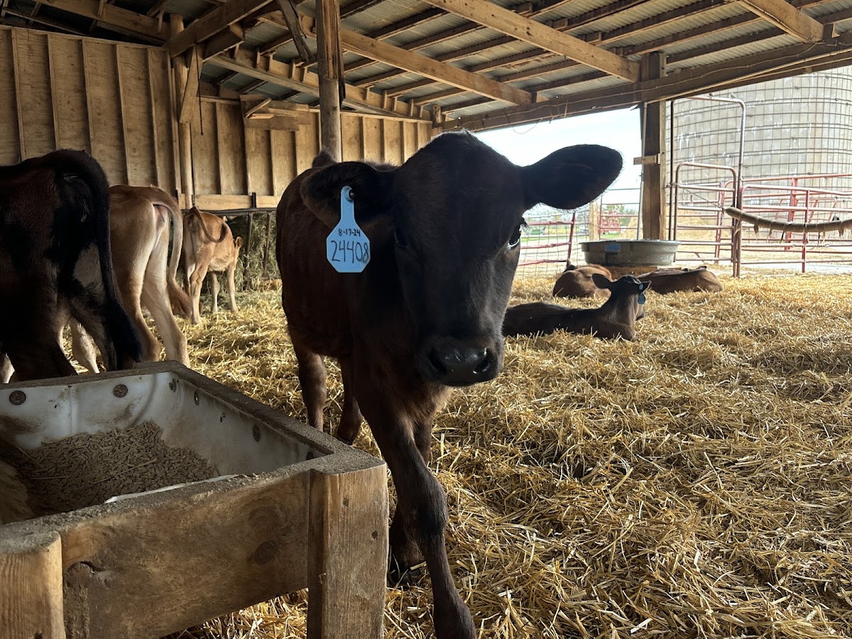 Marcoot Jersey Creamery photo from Google