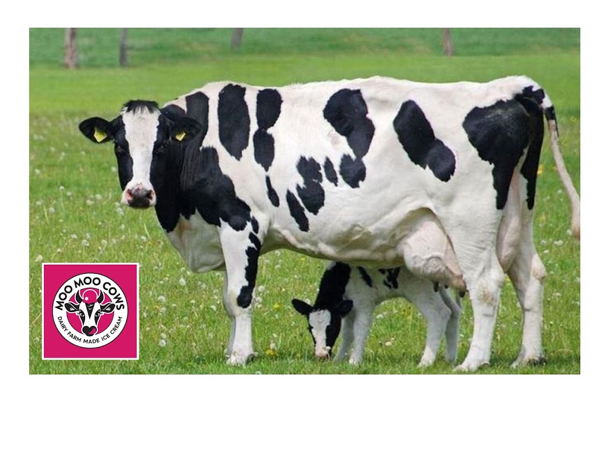 Moo Moo Cows - Ice Cream photo from Google