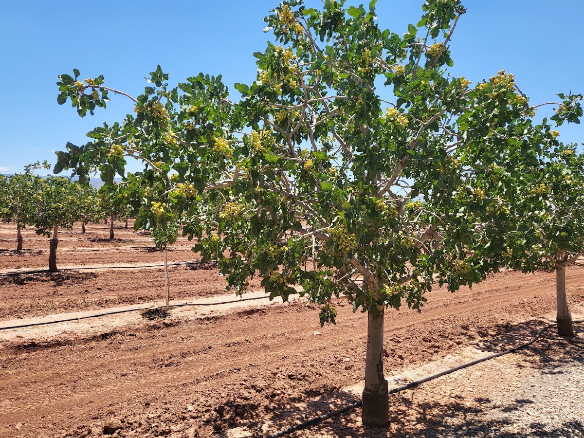 PistachioLand Farm Tours photo from Google