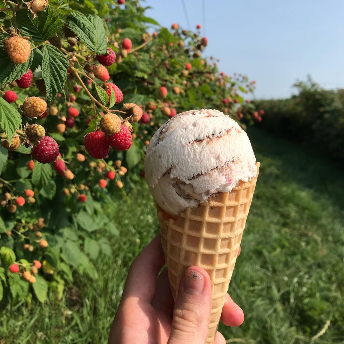 Sisters of Anarchy Ice Cream in Shelburne, VT